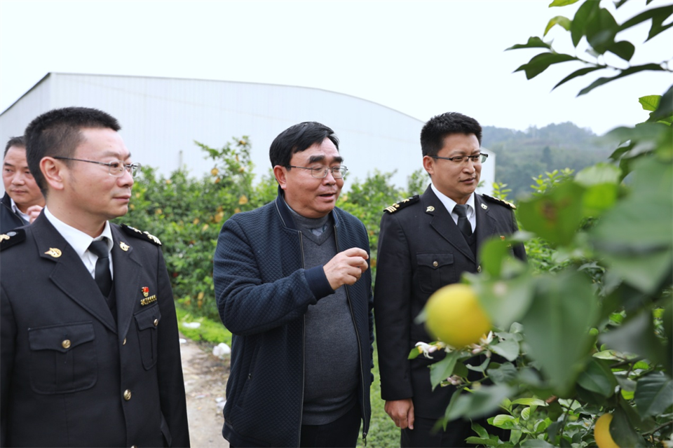 重庆铜梁柠檬实现首次出口